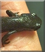 Houdini the Fire-bellied Newt