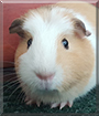 Patch the Guinea Pig