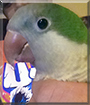 Juan the Quaker Parrot
