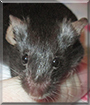 Miss Fluffy the Fancy Mouse