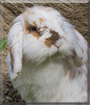 Striscia the Holland Lop Bunny Rabbit