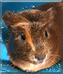 Squirrel the Guinea Pig