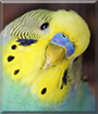 Happy the Budgerigar
