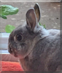 Fred the Netherland Dwarf Rabbit