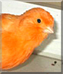 Fluffy the Canary