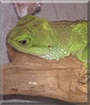 Mushu the Chinese Water Dragon