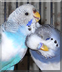 Sky and Stormy the Parakeets