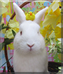 Oswald the Lionhead/Netherland Dwarf mix Rabbit