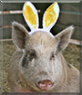 Pumba the Wild Boar