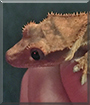 Gorge the Crested Gecko