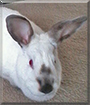 Princess the Californian/Mini Rex Rabbit