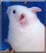 Emma the Hamster