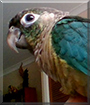 Chika the Turquoise Green Cheek Conure