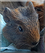 Peanut the Guinea Pig