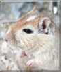 Mausi the Gerbil