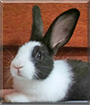 Bonnie the Dutch Rabbit