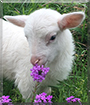 Lollipop the Sheep