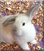 Bunnelby the Rabbit