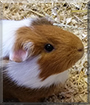 Pünktchen the Guinea Pig
