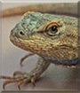 Marco the Western Fence Lizard