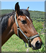 Astro the Horse