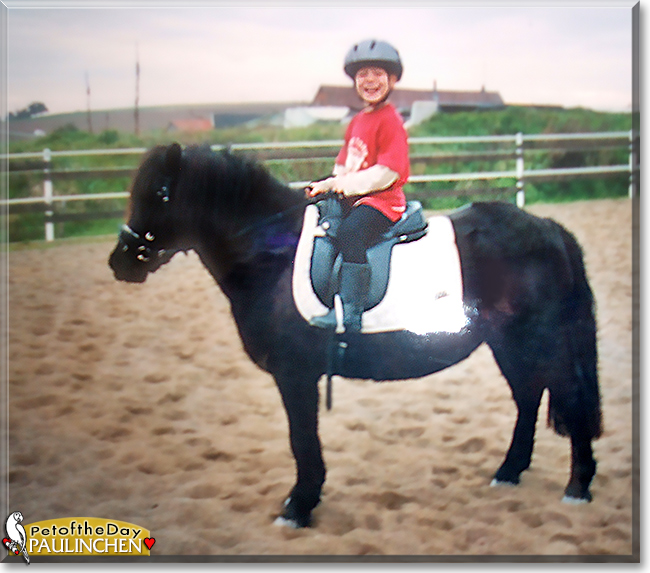 Paulinchen the Shetland Pony, the Pet of the Day