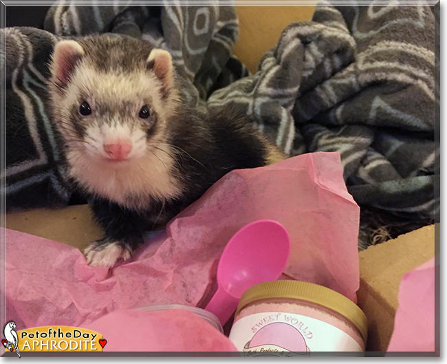Aphrodite the Ferret, the Pet of the Day