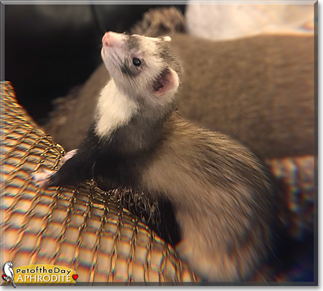Aphrodite the Ferret, the Pet of the Day