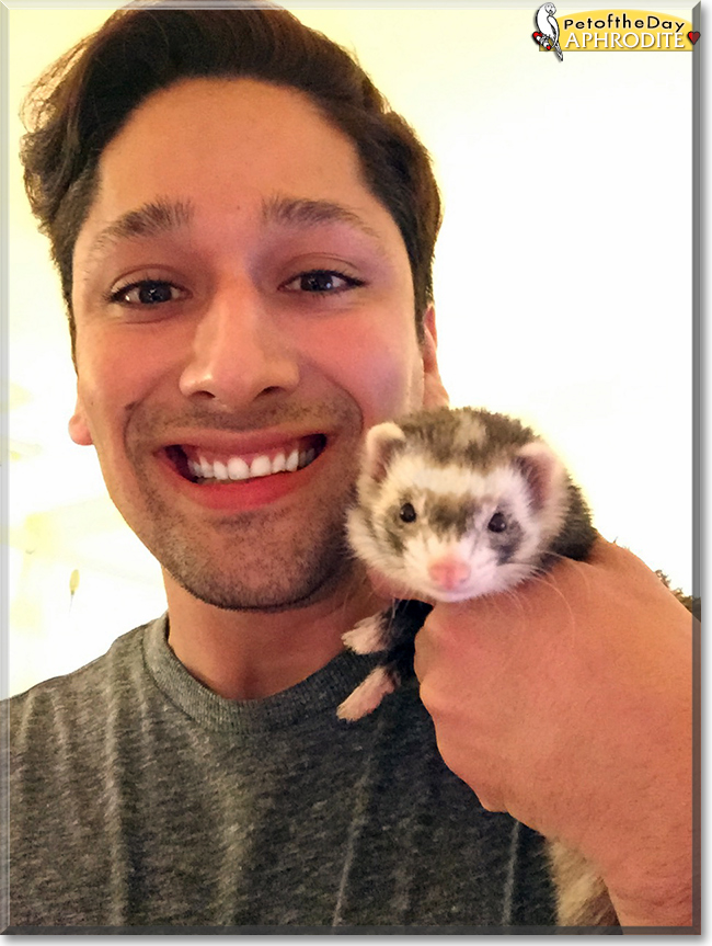 Aphrodite the Ferret, the Pet of the Day