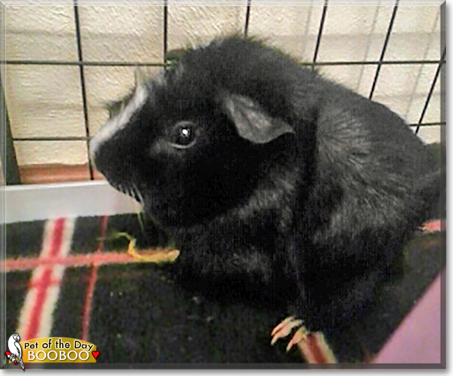 Booboo the Guinea Pig, the Pet of the Day