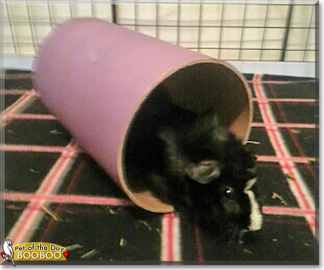 Booboo the Guinea Pig, the Pet of the Day