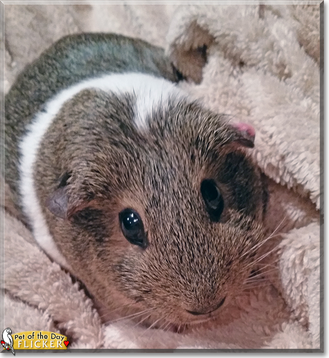 Flicker the Guinea Pig, the Pet of the Day
