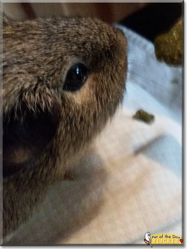 Flicker the Guinea Pig, the Pet of the Day