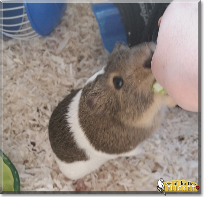 Flicker the Guinea Pig, the Pet of the Day