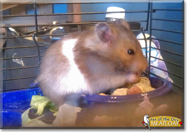 Meatloaf the Hamster, the Pet of the Day