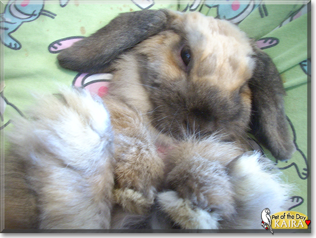Kaira the Holland Lop Rabbit, the Pet of the Day