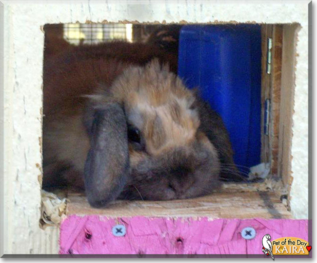 Kaira the Holland Lop Rabbit, the Pet of the Day