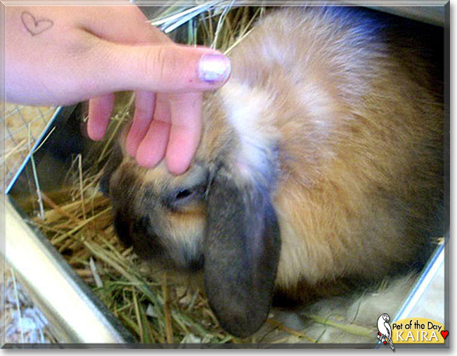 Kaira the Holland Lop Rabbit, the Pet of the Day