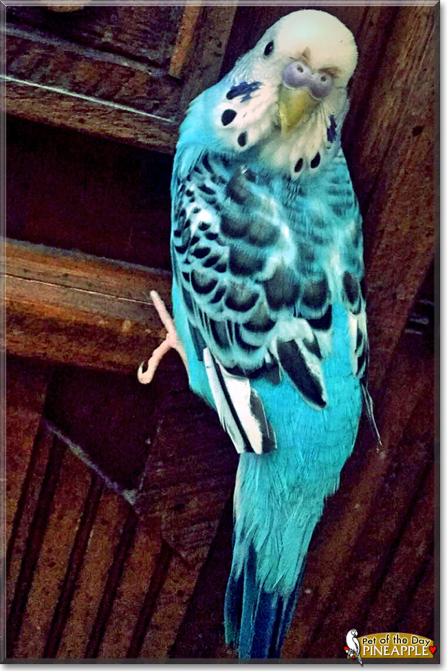 Pineapple the Budgerigar, the Pet of the Day
