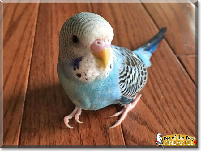 Pineapple the Budgerigar, the Pet of the Day