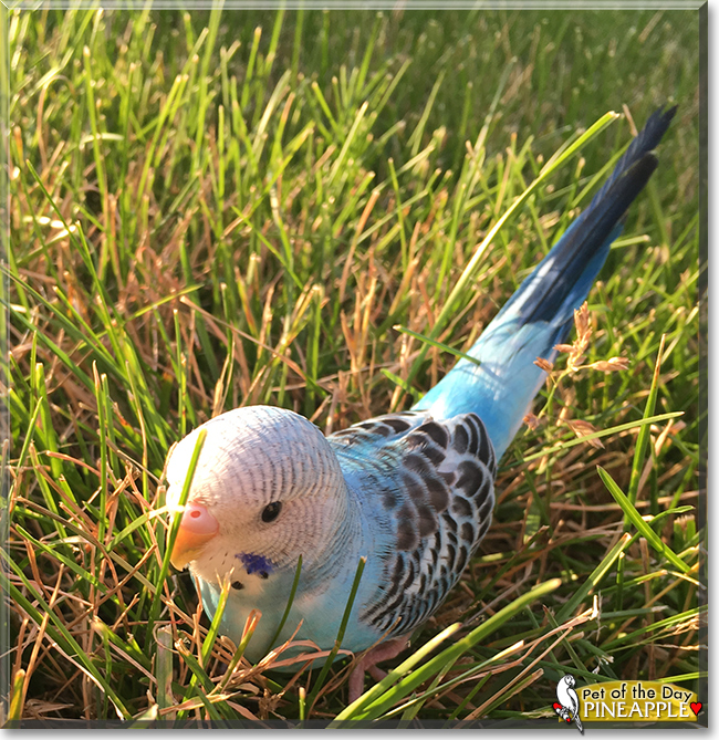 Pineapple the Budgerigar, the Pet of the Day