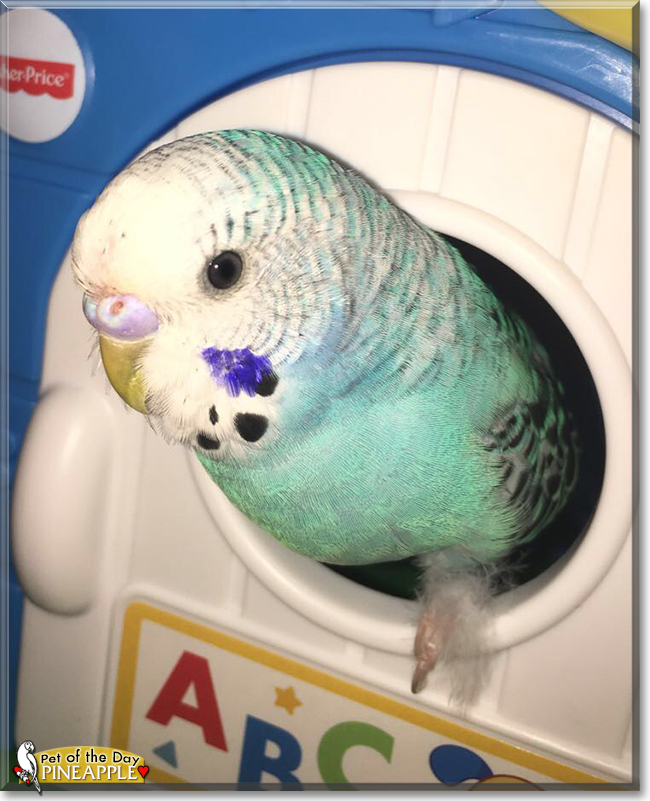 Pineapple the Budgerigar, the Pet of the Day