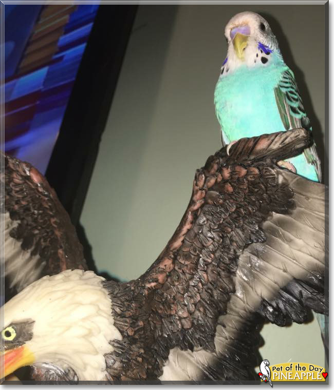 Pineapple the Budgerigar, the Pet of the Day