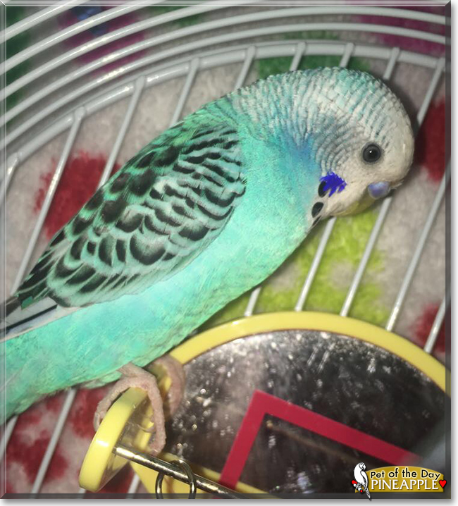 Pineapple the Budgerigar, the Pet of the Day