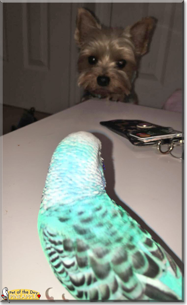 Pineapple the Budgerigar, the Pet of the Day