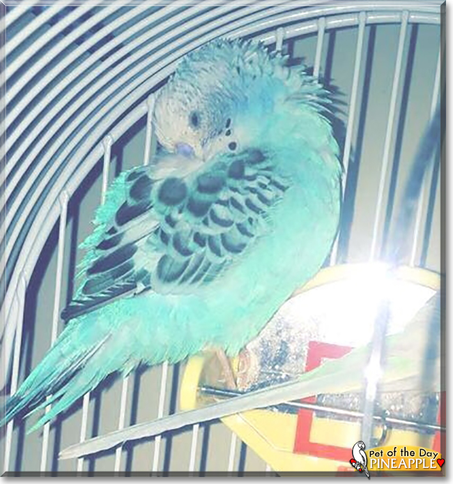 Pineapple the Budgerigar, the Pet of the Day