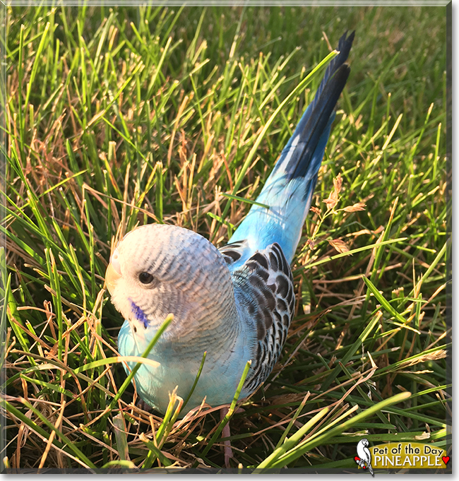Pineapple the Budgerigar, the Pet of the Day