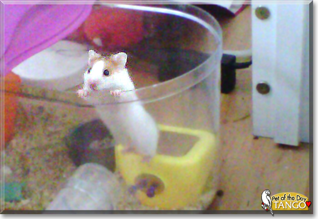 Tango the Syrian Hamster, the Pet of the Day