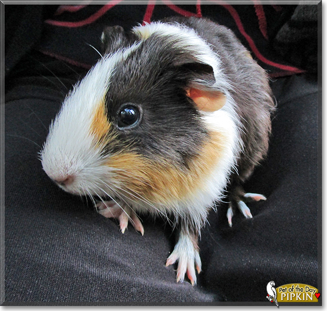 Pipkin the Guinea Pig, the Pet of the Day