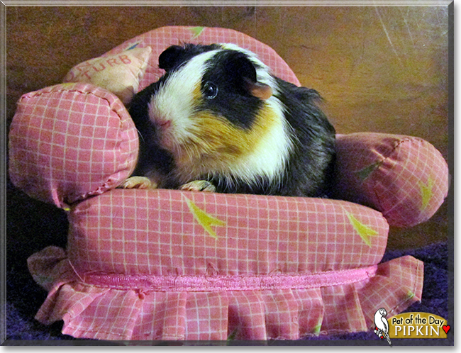 Pipkin the Guinea Pig, the Pet of the Day